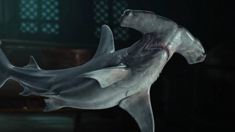 acblackflagresynced_guide_hammerheadshark_header.jpg